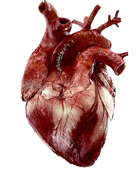 real heart animation widget